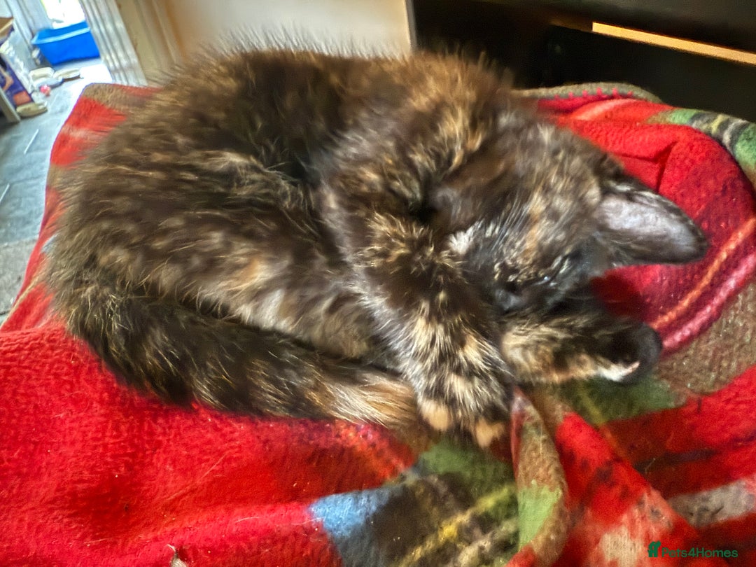 Mixed Breed cats for sale: Black kittens Manchester  - Image 2