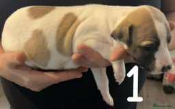 Whippet dogs for sale: Superb Whippet Puppies  - Image 4