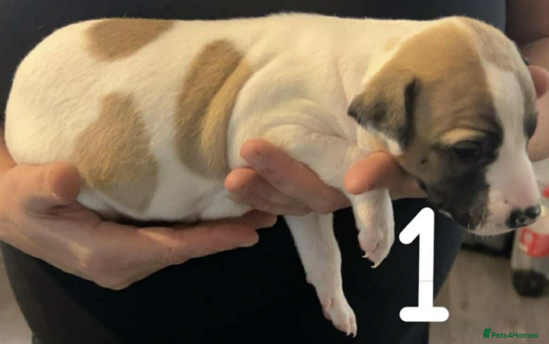 Whippet dogs for sale: Superb Whippet Puppies  - Image 4