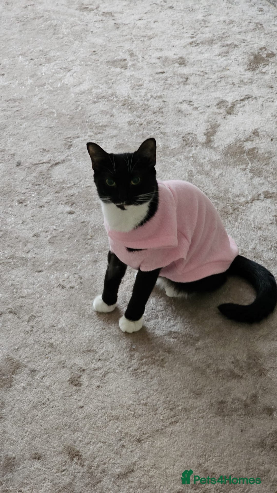 Mixed Breed cats for adoption: Pingu the rescue kitten needs forever home - Image 9