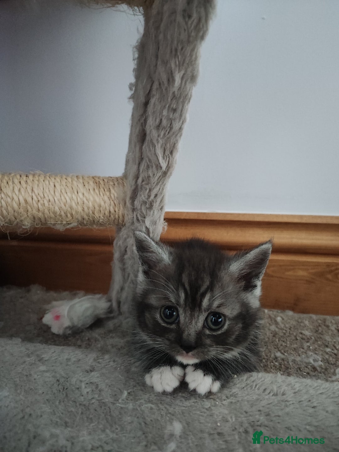 Devon Rex cats for sale: Munchkin x Devon rex  - Advert 7