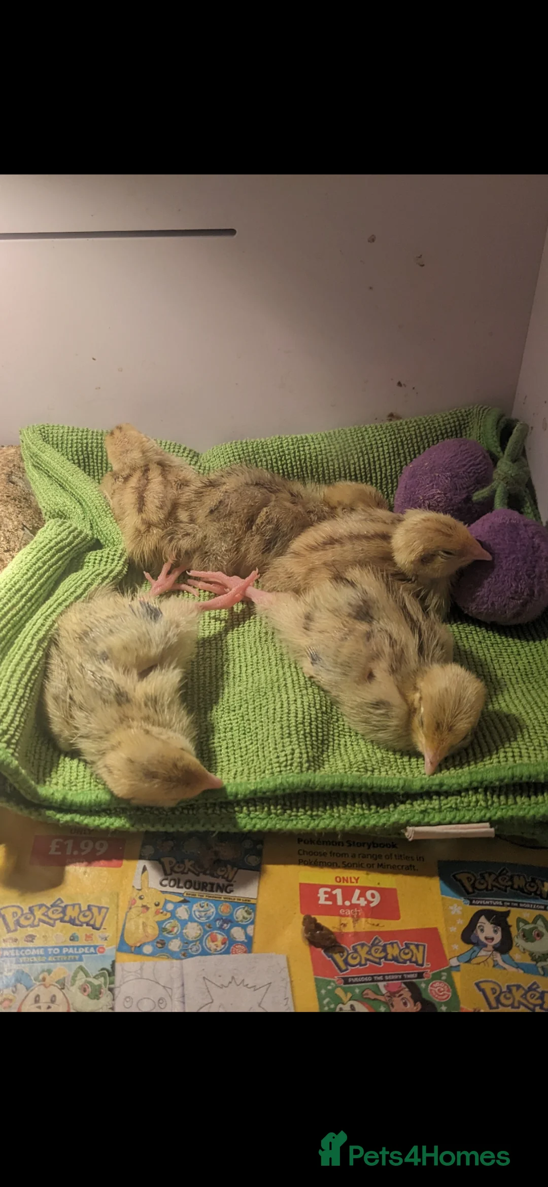 Quail poultry for sale: Jumbo Coturnix Quail - hatching eggs - Advert 2