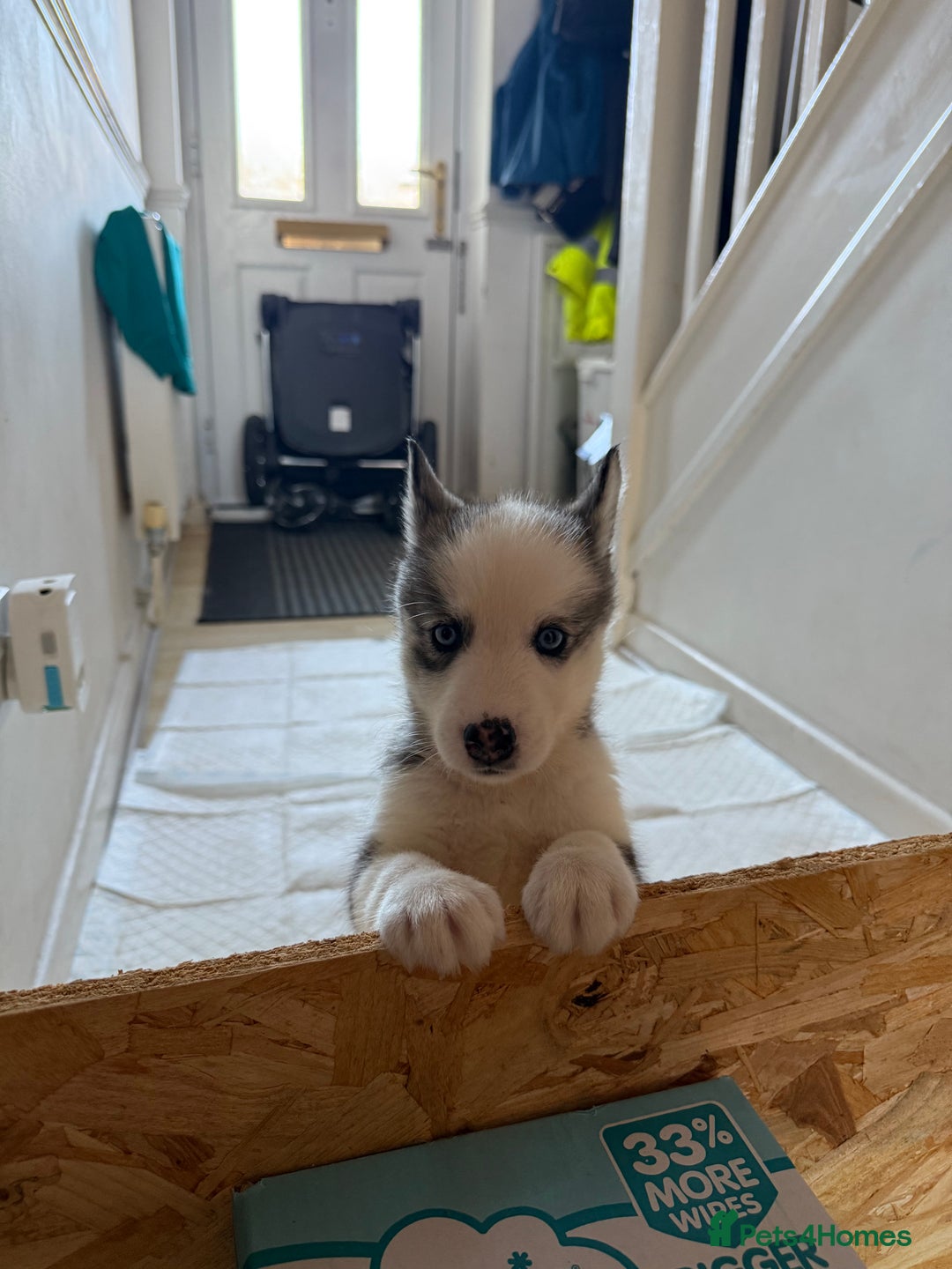 Siberian Husky dogs for sale: 2 stunning Siberian husky puppies for sale - Image 24