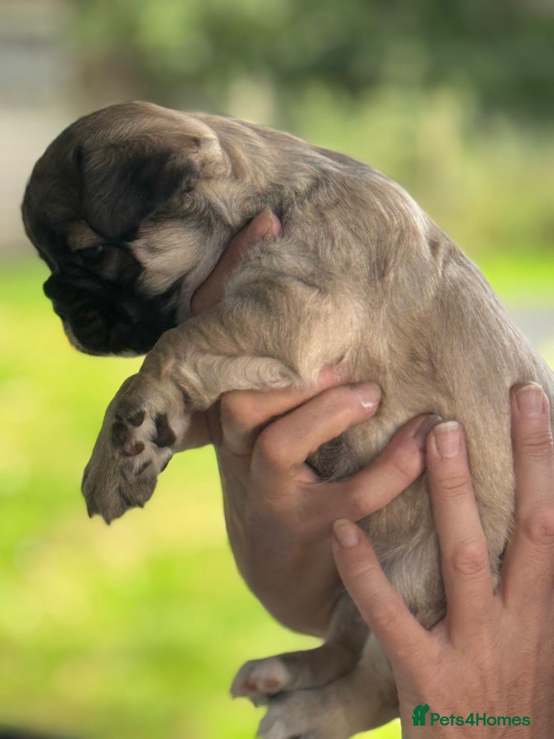 French Bulldog dogs for sale: *Fluffy Frenchie Pups* - Advert 18