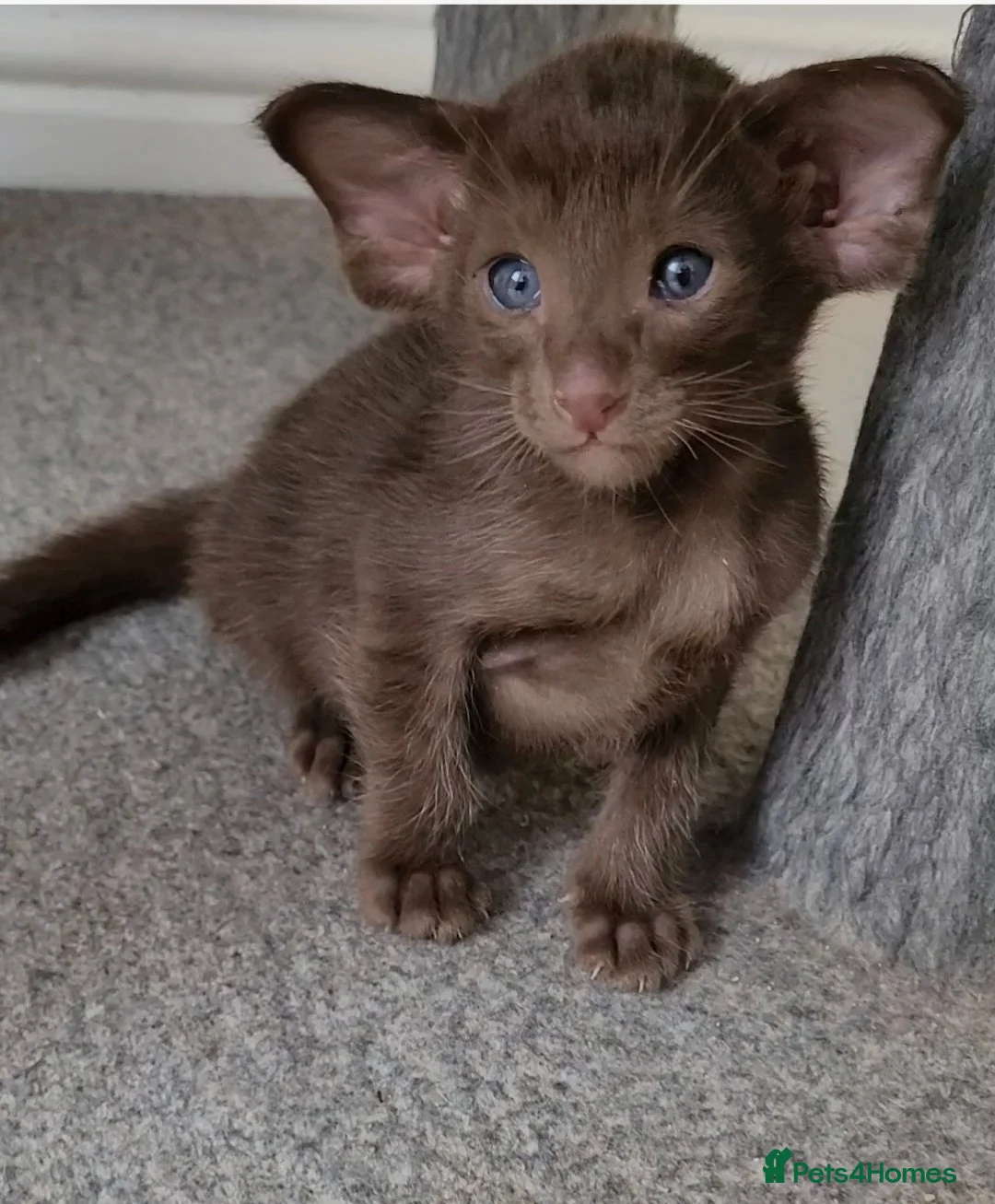 Oriental cats for sale: Modern type Oriental kittens  - Advert 1