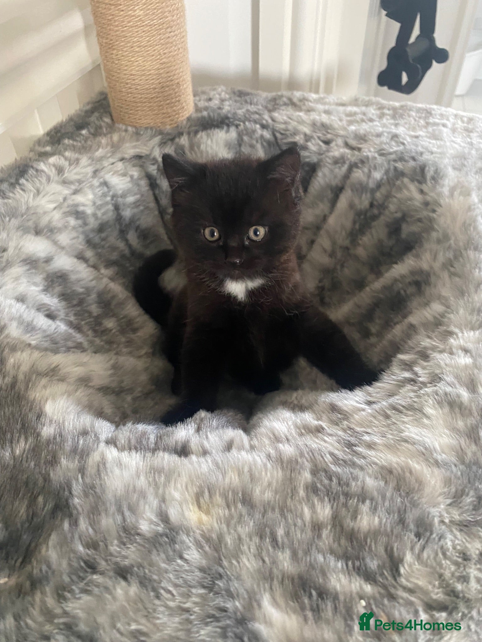 American Shorthair cats Beautiful female kitten - Advert 3