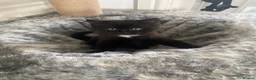 American Shorthair cats for sale: Beautiful female kitten - Advert 1