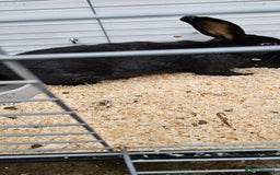 Mixed Breed rabbits for sale: Male Rabbits for Sale - Image 4