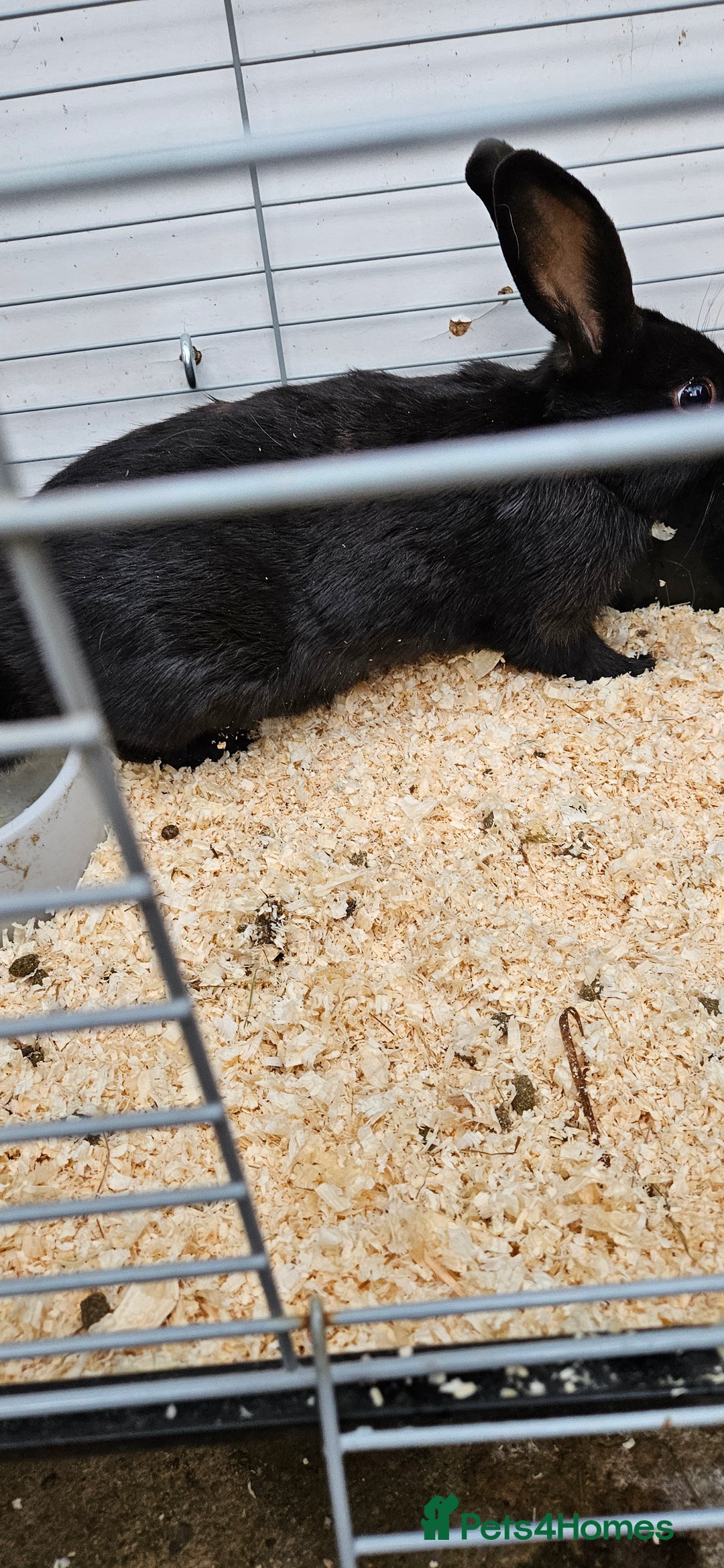 Mixed Breed rabbits for sale: Male Rabbits for Sale - Image 4