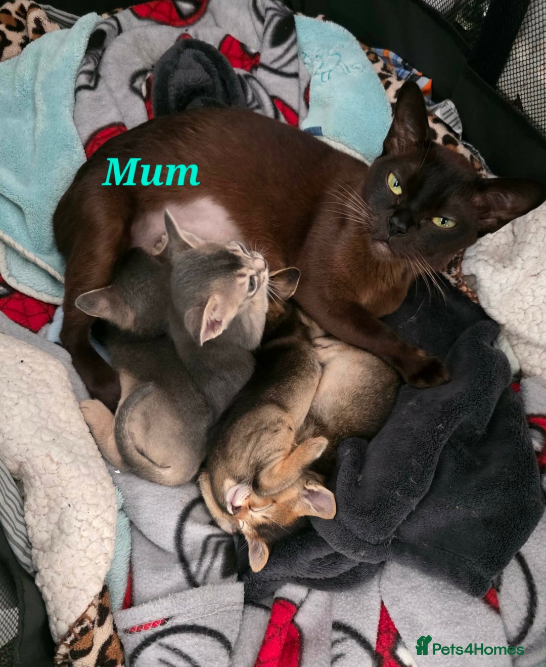Mixed Breed cats for sale: Beautiful kittens looking for their forever homes - Advert 11