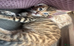 Bengal cats for sale: Snow Mink/Brown Rossette Blue Eyed Bengals - Image 26