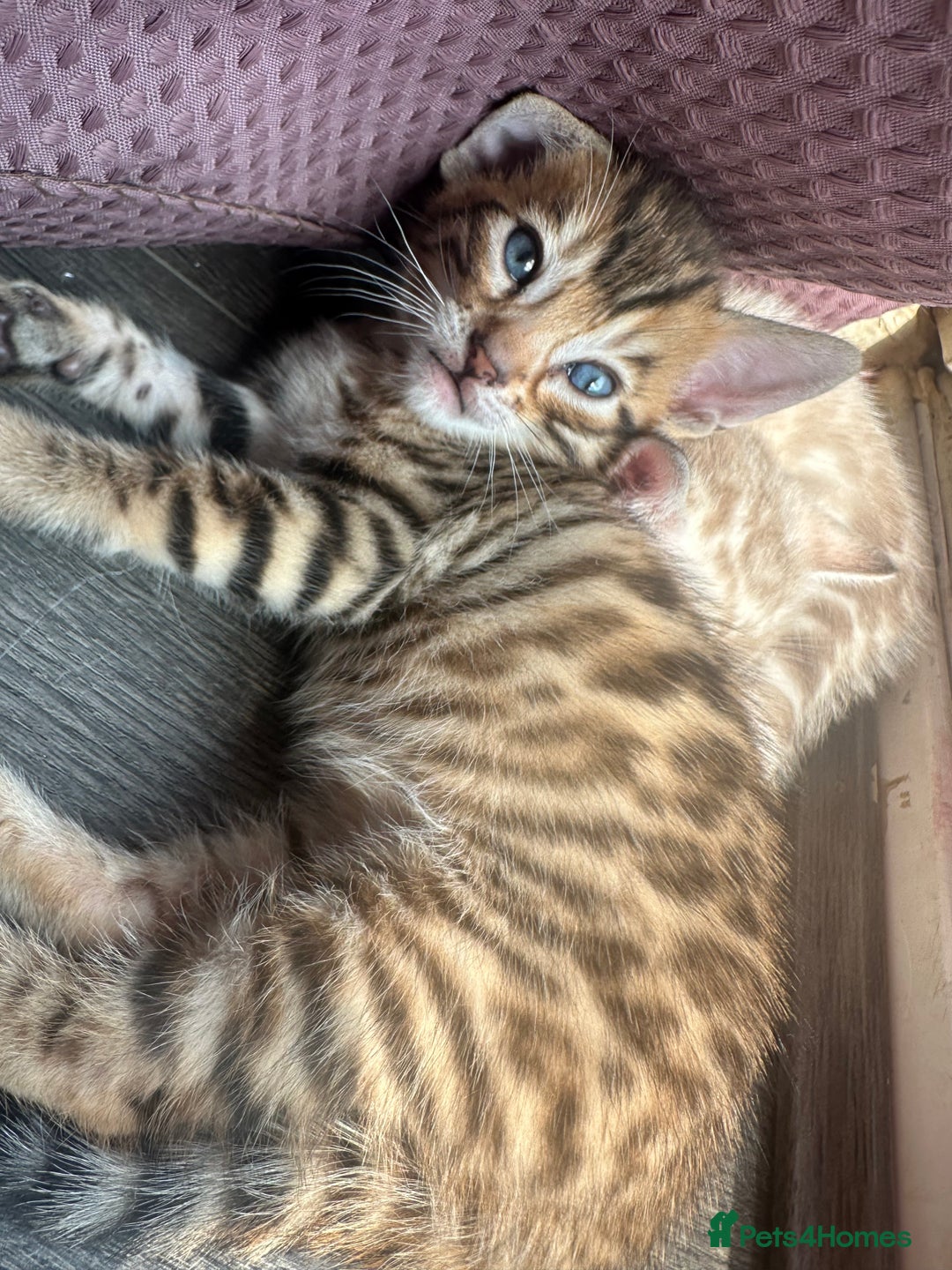 Bengal cats for sale: Snow Mink/Brown Rossette Blue Eyed Bengals - Image 26