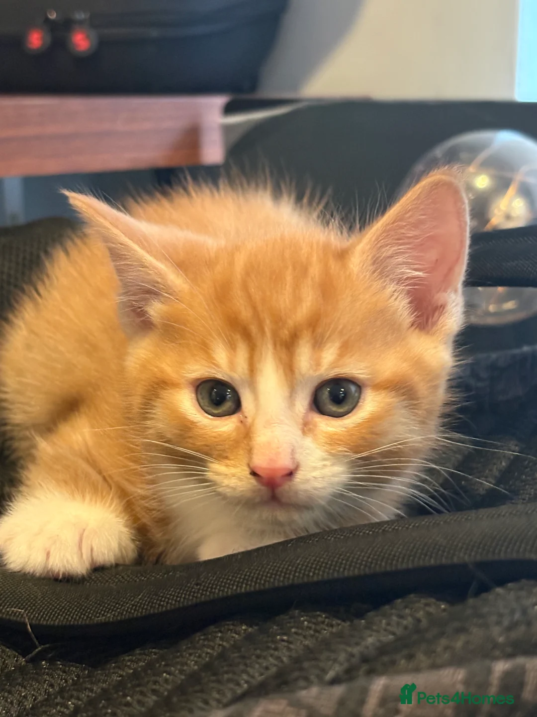 Mixed Breed cats for sale: Gorgeous litter of kittens - Advert 10