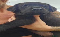 Labrador Retriever dogs for sale: Black Pure bred kg reg Labrador for sale.  - Image 24