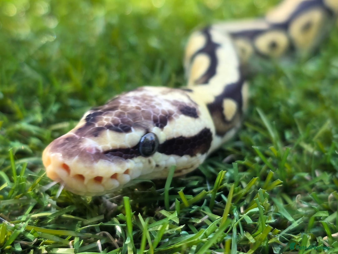 Python Snake reptiles for sale: Ball python and setup  - Image 3