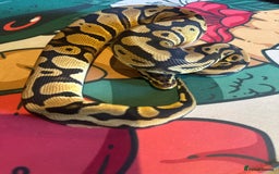 Python Snake reptiles for sale: Selection of Royals for sale - Image 9