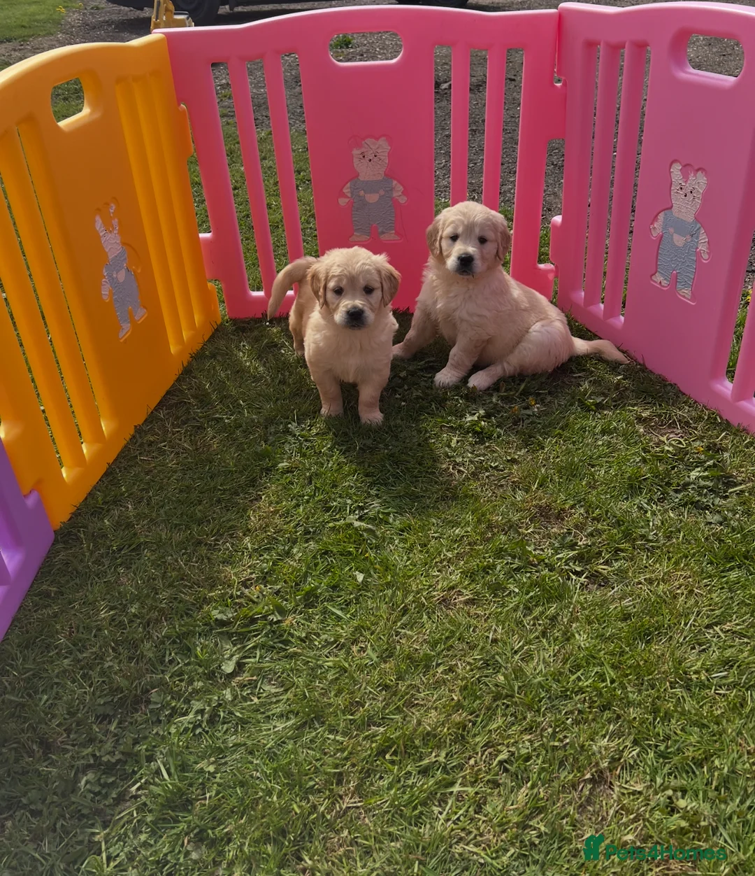 Golden Retriever dogs for sale: READY NOW! QUALITY KC REG CHUNKY GOLDEN RETRIEVERS - Advert 33