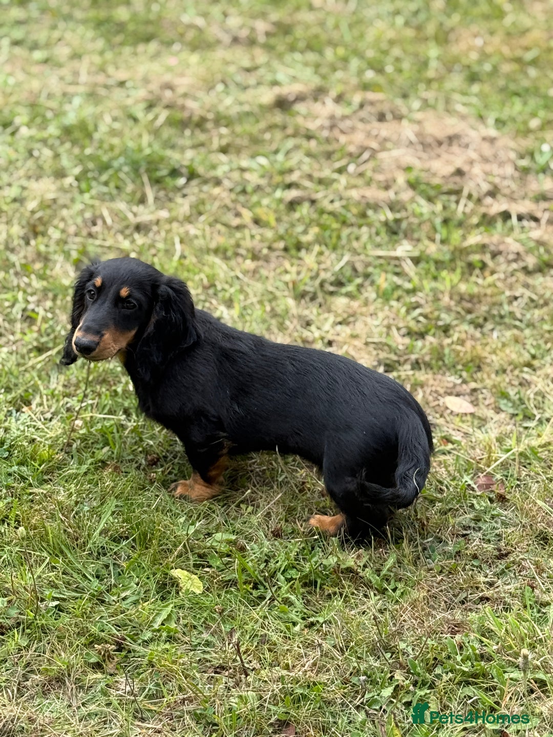 Dachshund dogs for sale: Long Coated Standard Dachshund - Crufts Potential - Image 7