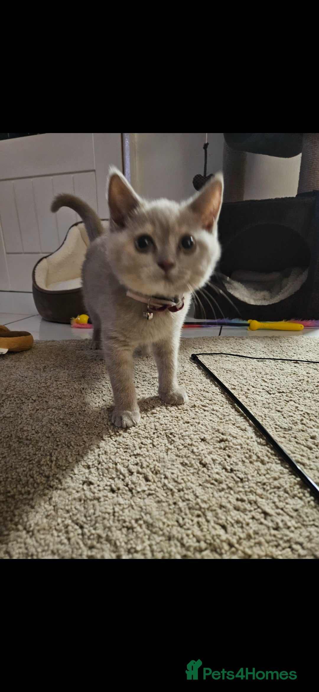 British Shorthair cats for sale: Rare lilac British Short Hair Kitten (Female)  - Image 12