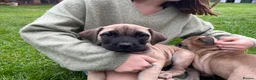 Boerboel dogs for sale: 2 gorgeous Boerboel girls ready now!! - Advert 5