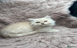 British Shorthair cats for sale: 🐾 GCCF Registered British longhair  Kittens ✨ - Image 6