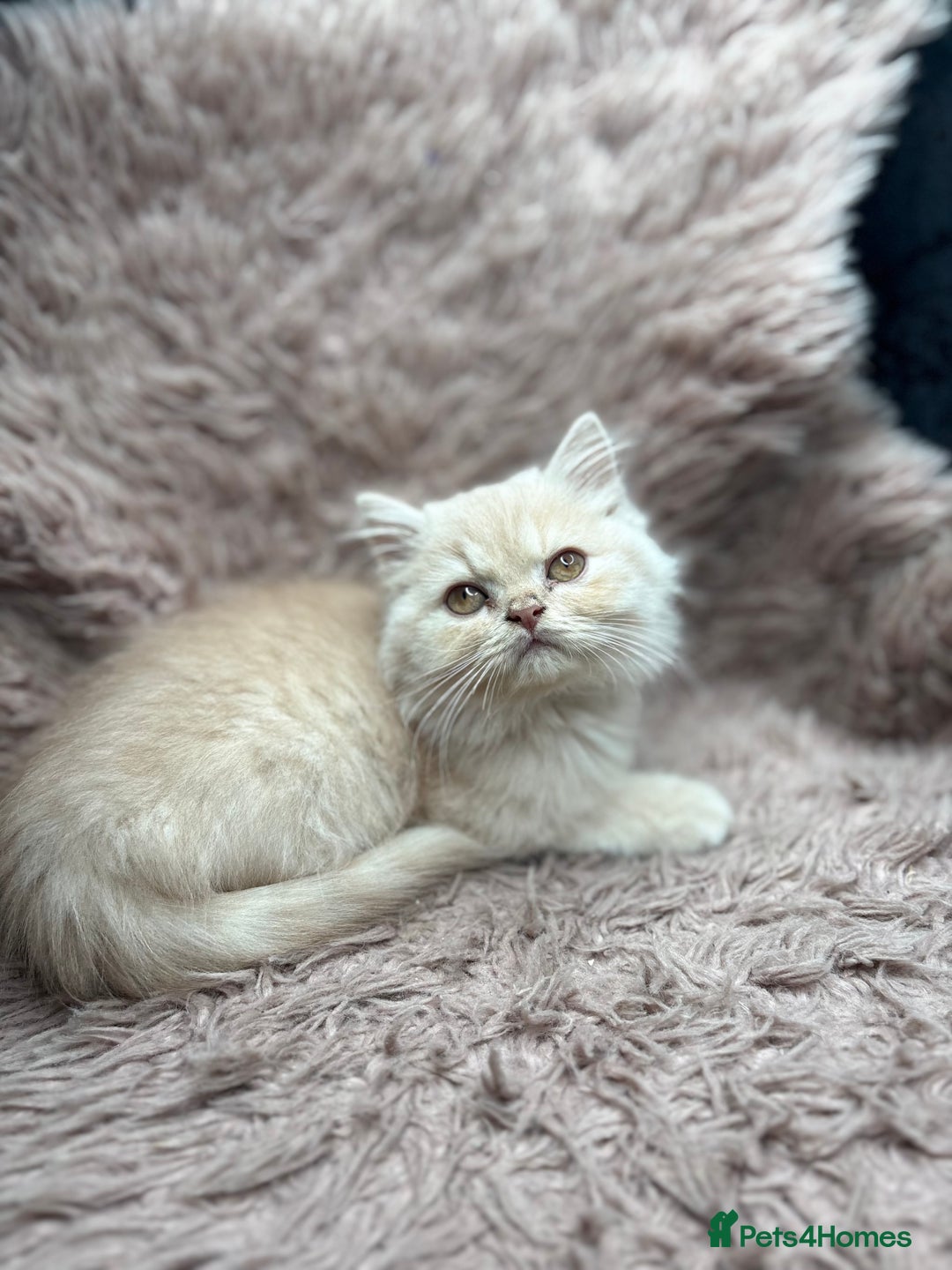British Shorthair cats for sale: 🐾 GCCF Registered British longhair  Kittens ✨ - Image 6