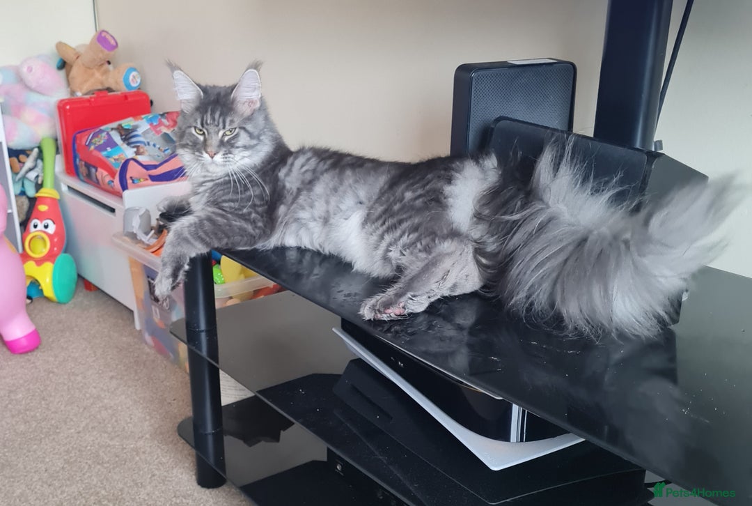 Maine Coon cats for sale: Stunning male Mainecoon  - Image 2