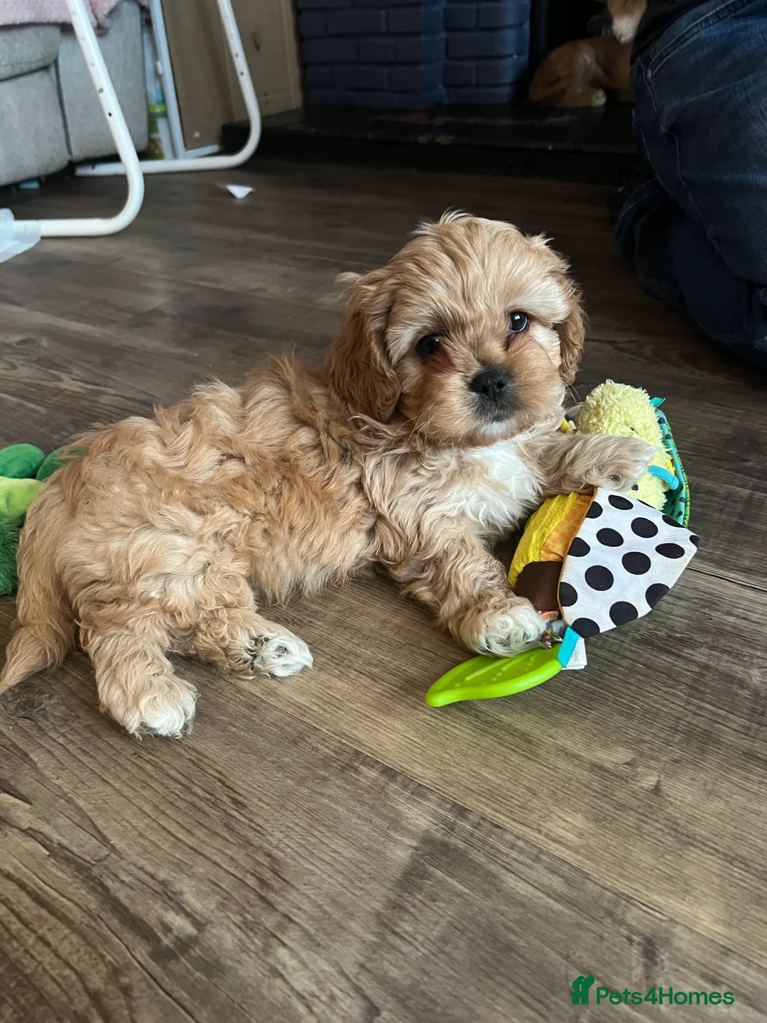 Mixed Breed dogs for sale: Cavapoo cross puppies - cuddly peekapoo pups  - Advert 8