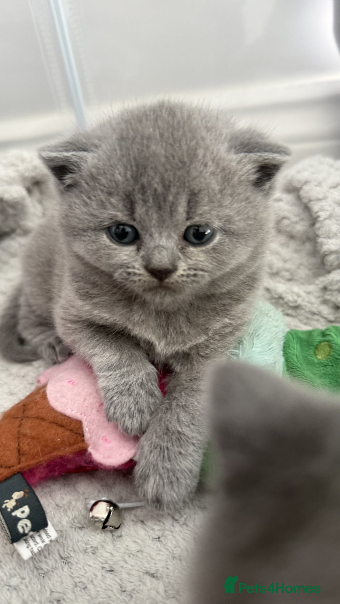 British Shorthair cats for sale: Gorgeous GCCF Reg British Blue Shorthair Kittens - Advert 3