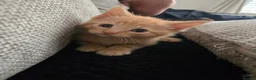 Mixed Breed cats for sale: *READY NOW* ONE LEFT - Advert 2