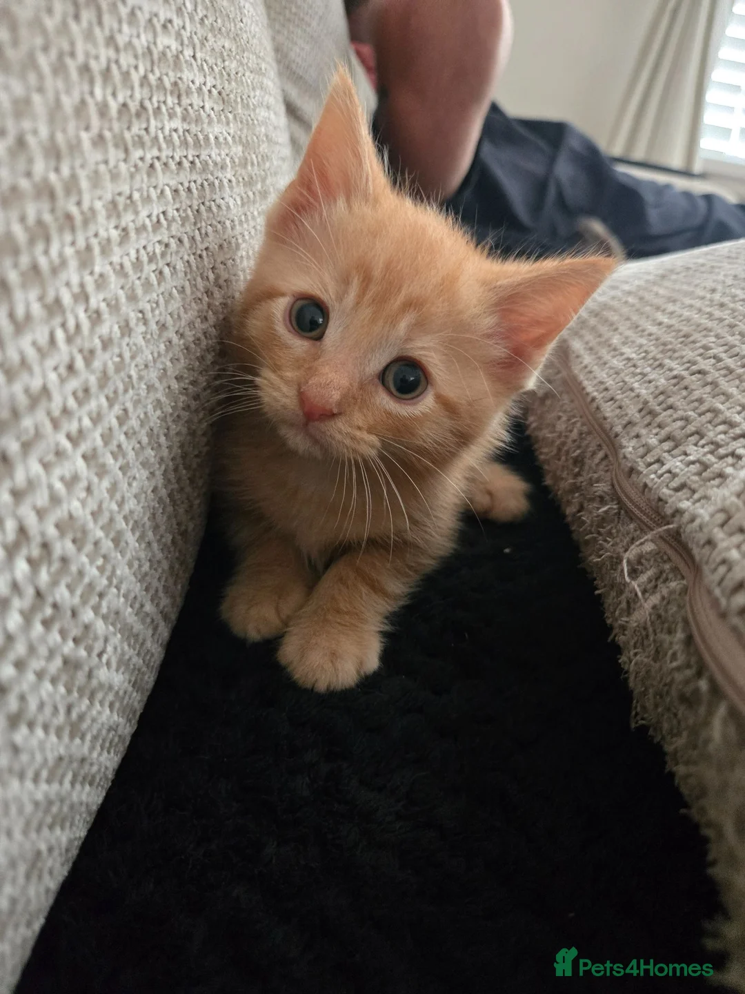 Mixed Breed cats for sale: *READY NOW* ONE LEFT - Advert 2