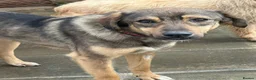 Mixed Breed dogs for adoption: Malia - Norwich Norfolk  - Advert 2