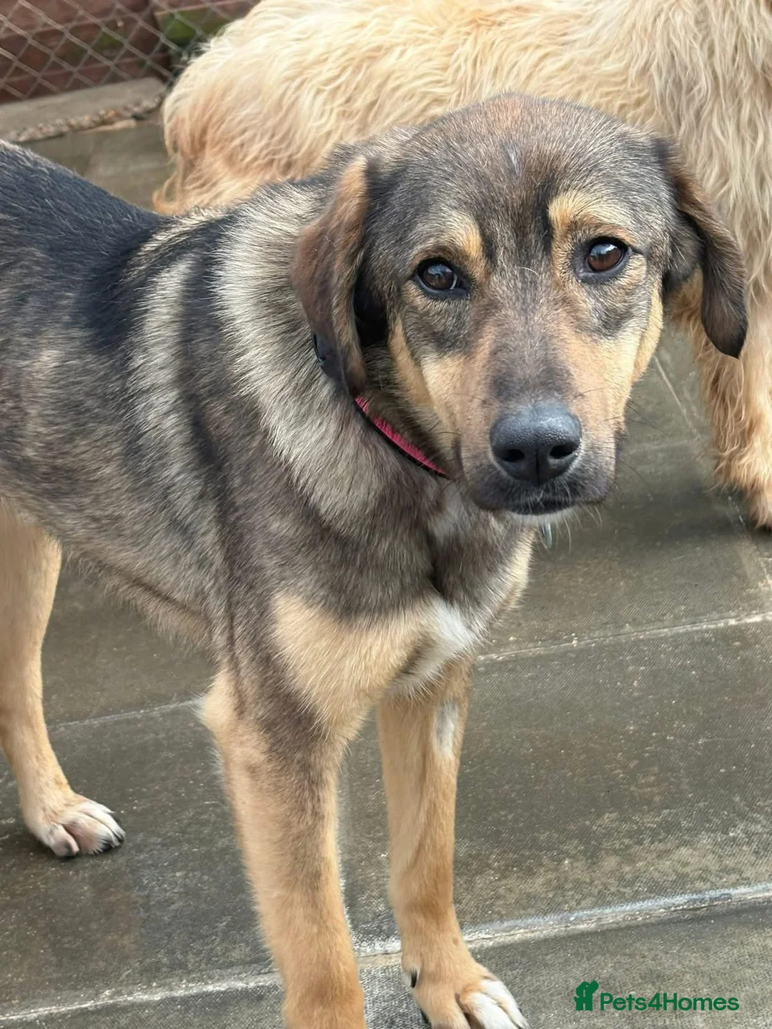Mixed Breed dogs for adoption: Malia - Norwich Norfolk  - Advert 2