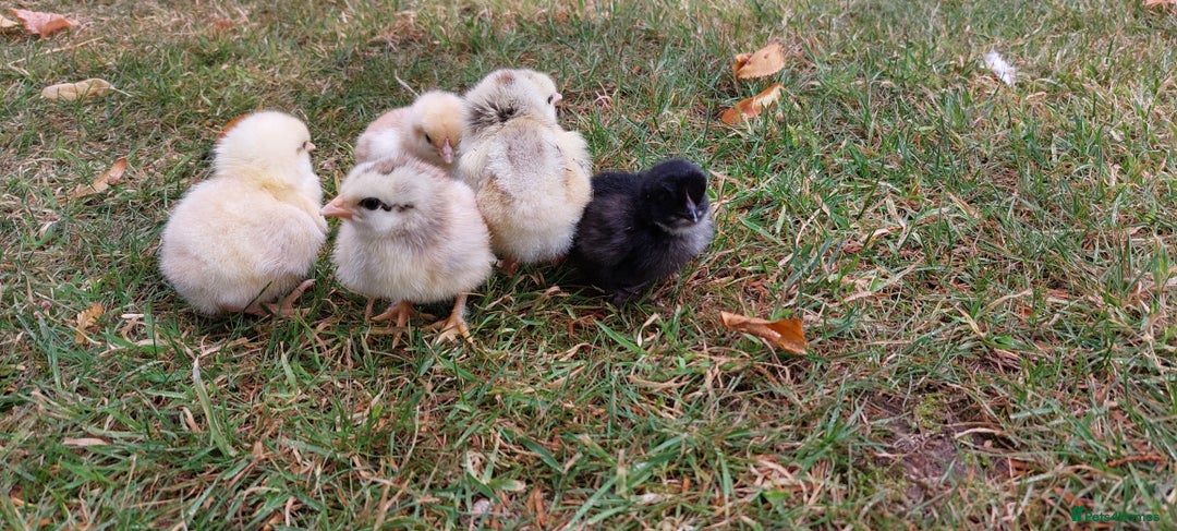 Chickens poultry for sale: Black Copper Meran Hen and chicks. - Image 5