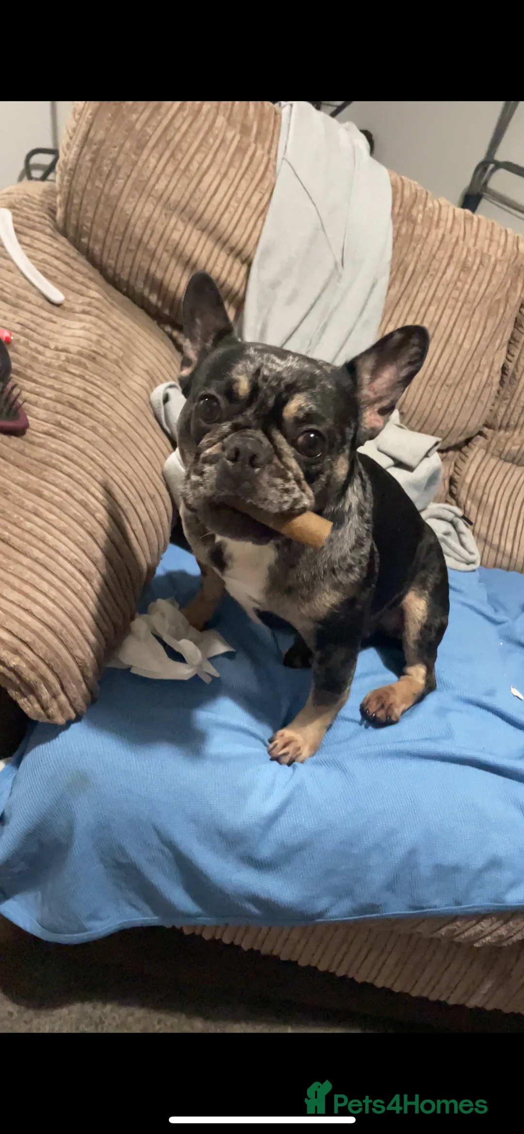 French Bulldog dogs for sale: Coco  - Advert 9