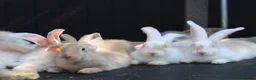 Continental Giant rabbits for sale: Continental Giants  - Advert 17
