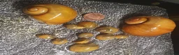 Snails invertebrates for sale: Golden Apple Snails 🐌✨️ Pomacea Canaliculata - Advert 3