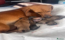 Miniature Dachshund dogs for sale: Pra clear mini smooth dachshund  - Image 12