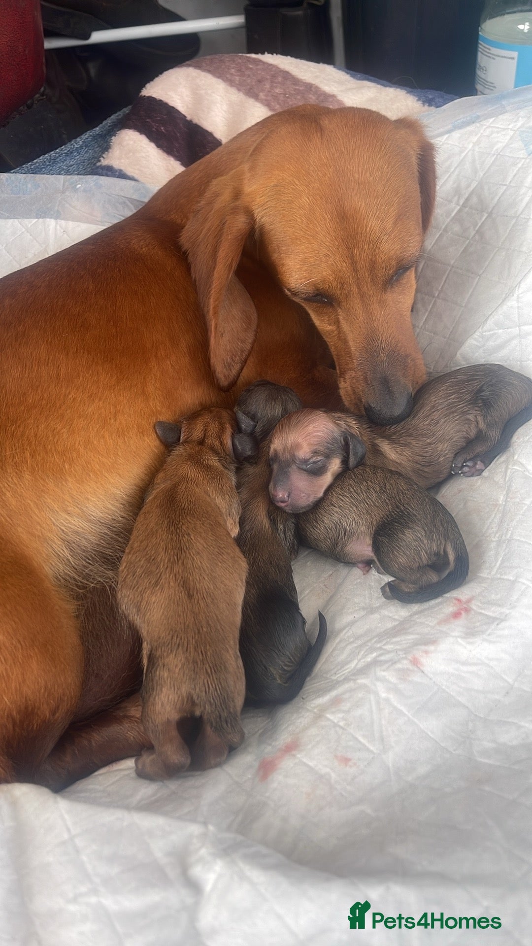 Miniature Dachshund dogs for sale: Pra clear mini smooth dachshund  - Image 12