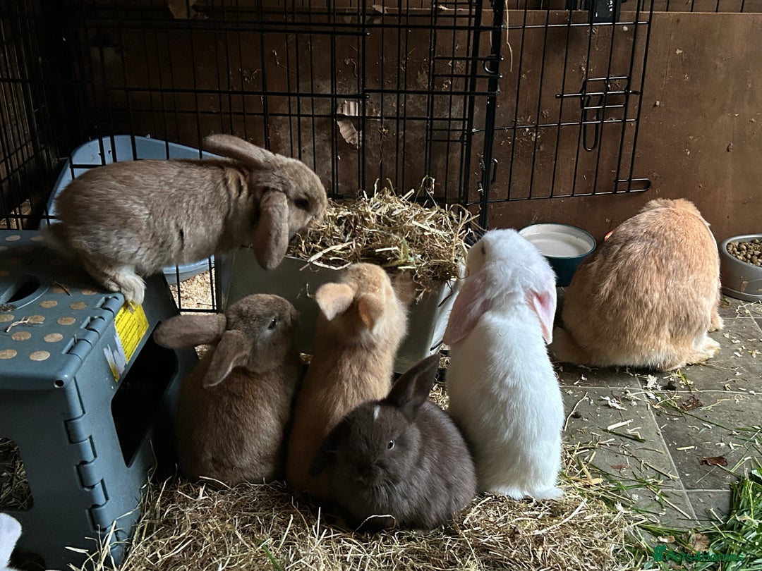 Dwarf Lop rabbits for sale: Dwarf lops ready for forever homes 15th November  - Image 18