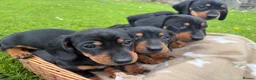 Miniature Dachshund dogs for sale: Miniature Dachshund Pups/ Dad DNA tested - Advert 8