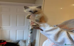 Ragdoll cats for sale: Last female Pure ragdoll kitten seal point  - Image 10