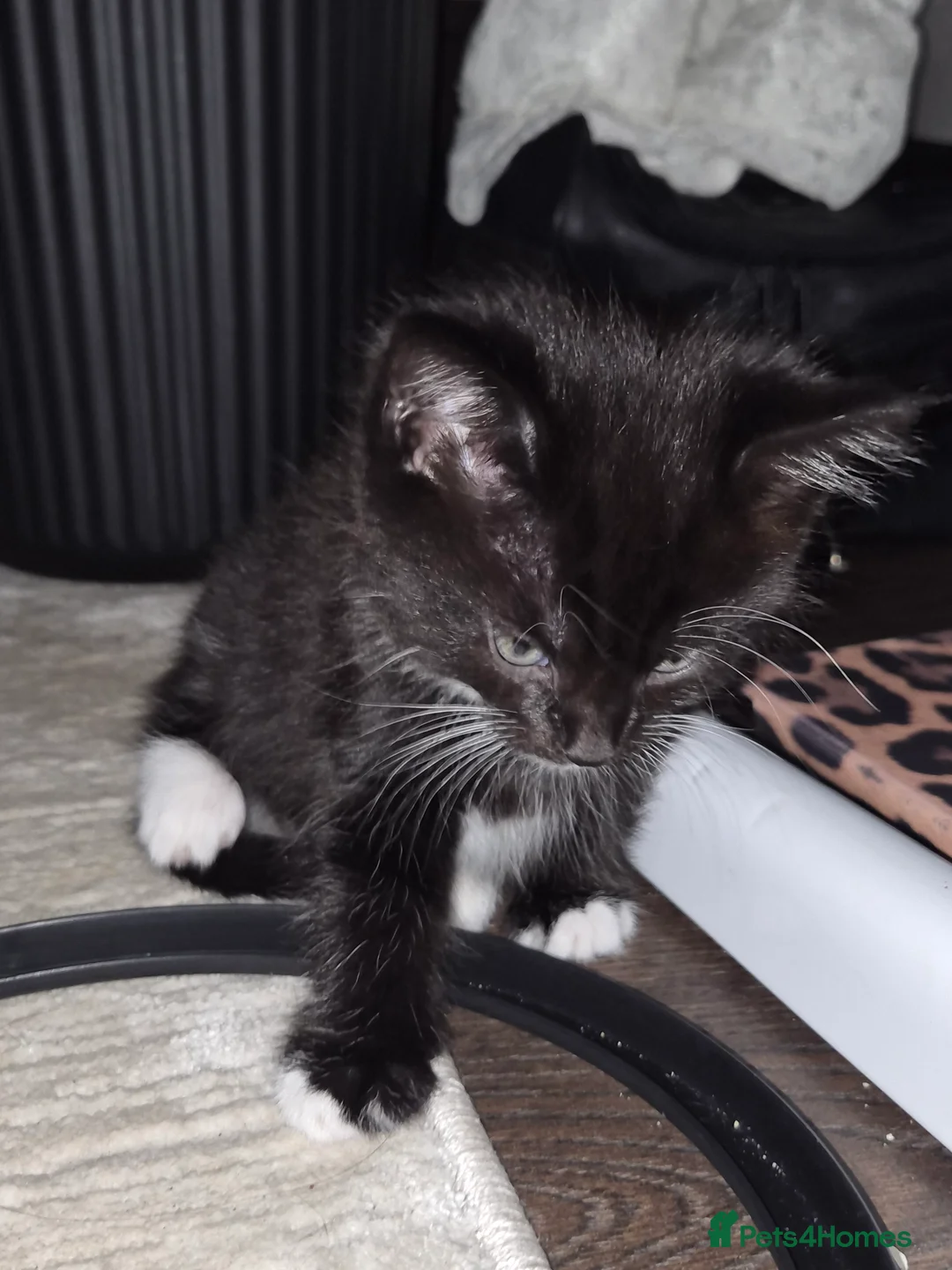 British Shorthair cats for sale: 5 beautiful female kittens  - Advert 2