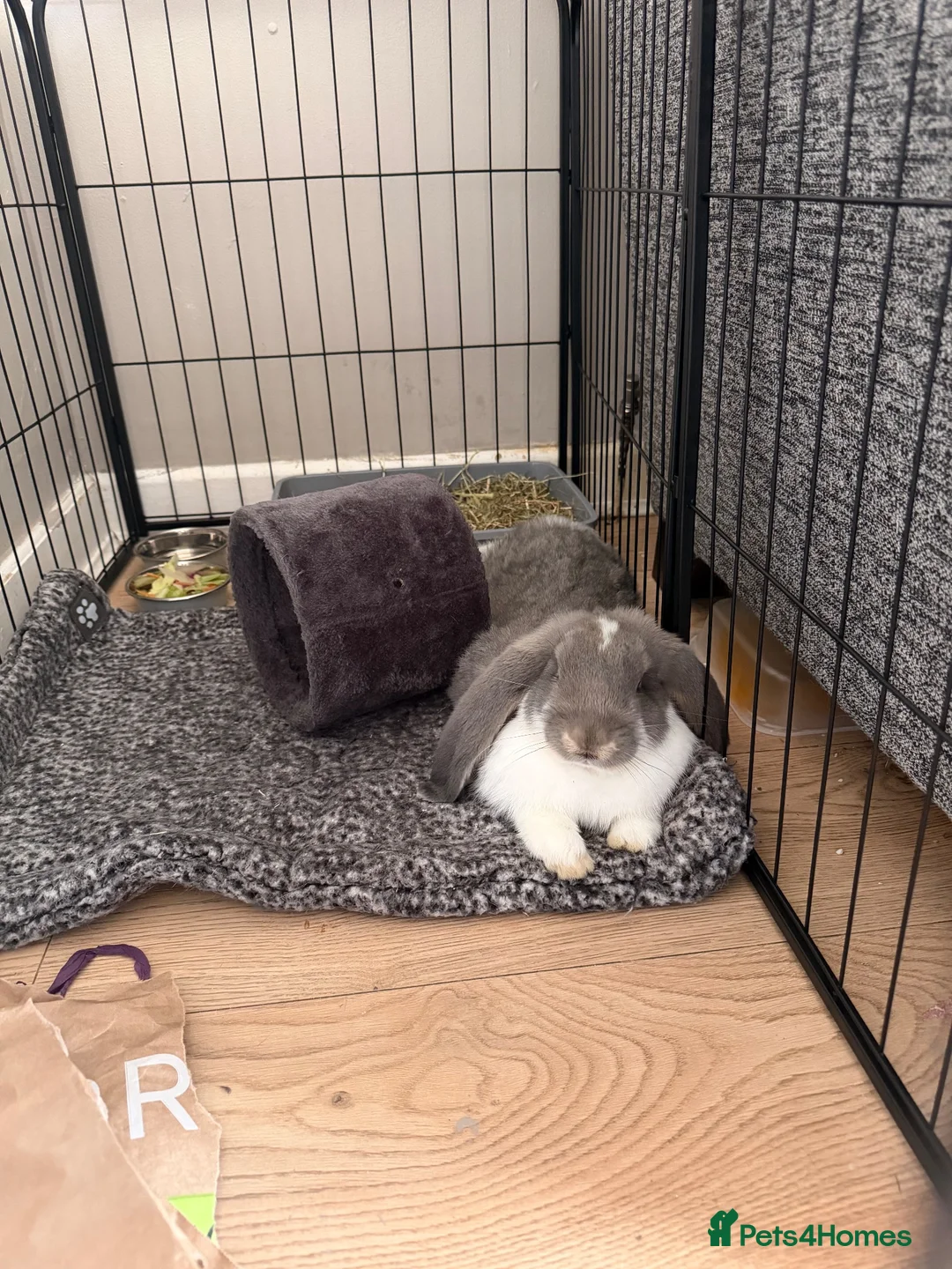 French Lop rabbits for sale: Opal butterfly French lop  - Advert 4
