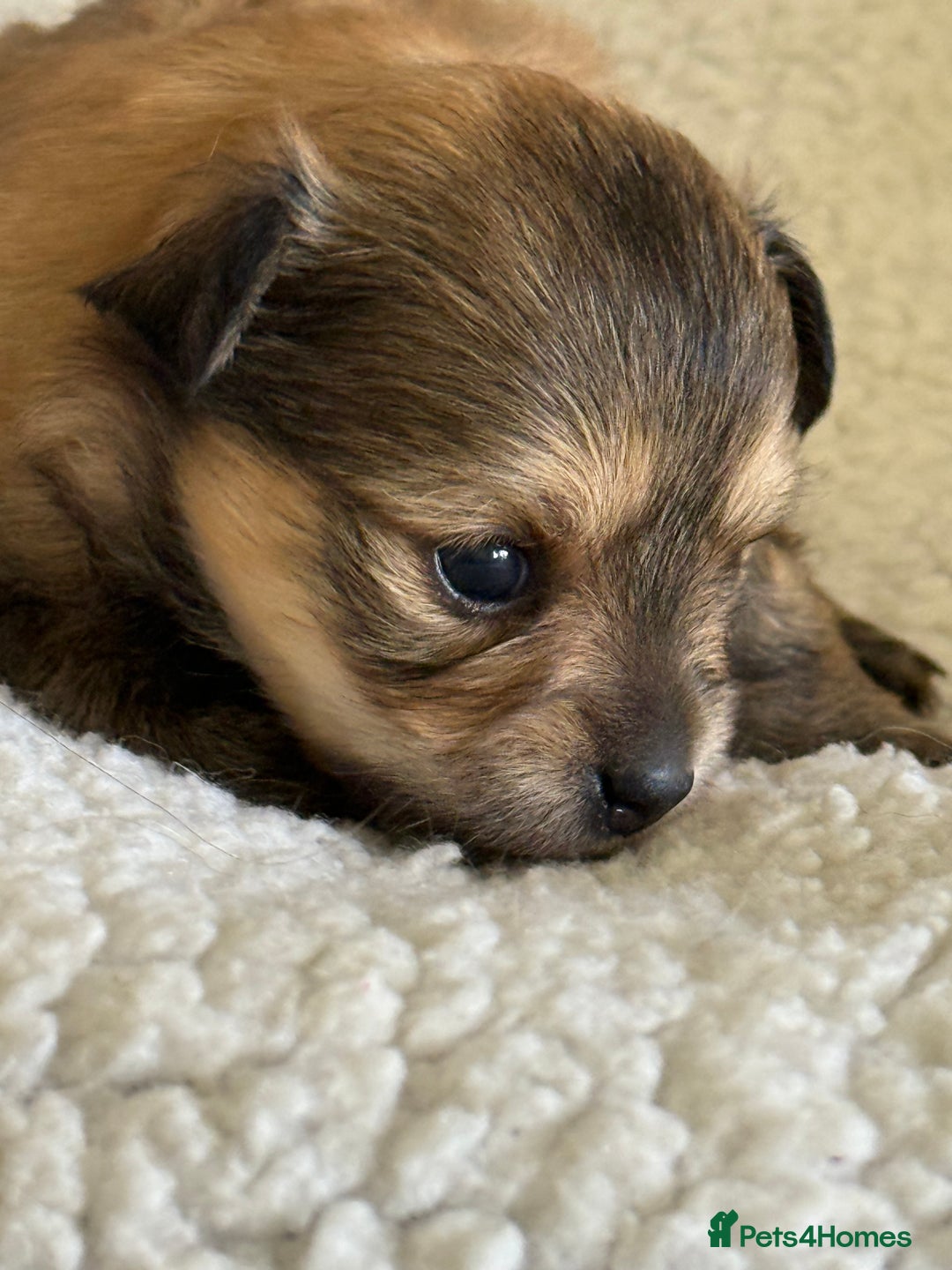 Pomeranian dogs for sale:  Adorable Pomeranian puppies  - Image 13