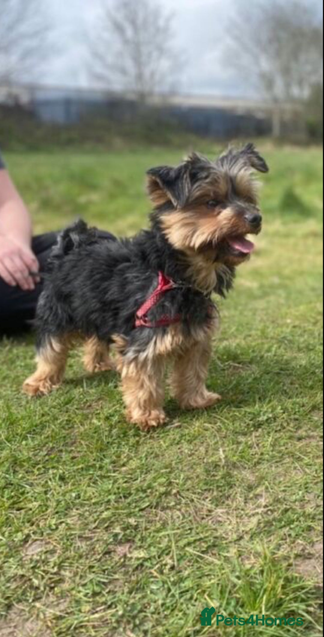 Yorkshire Terrier dogs for sale: 2 Yorkie pedigree boys  - Image 5