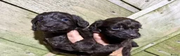 Cockapoo dogs for sale: Chocolate Cockapoo Pups - Advert 3