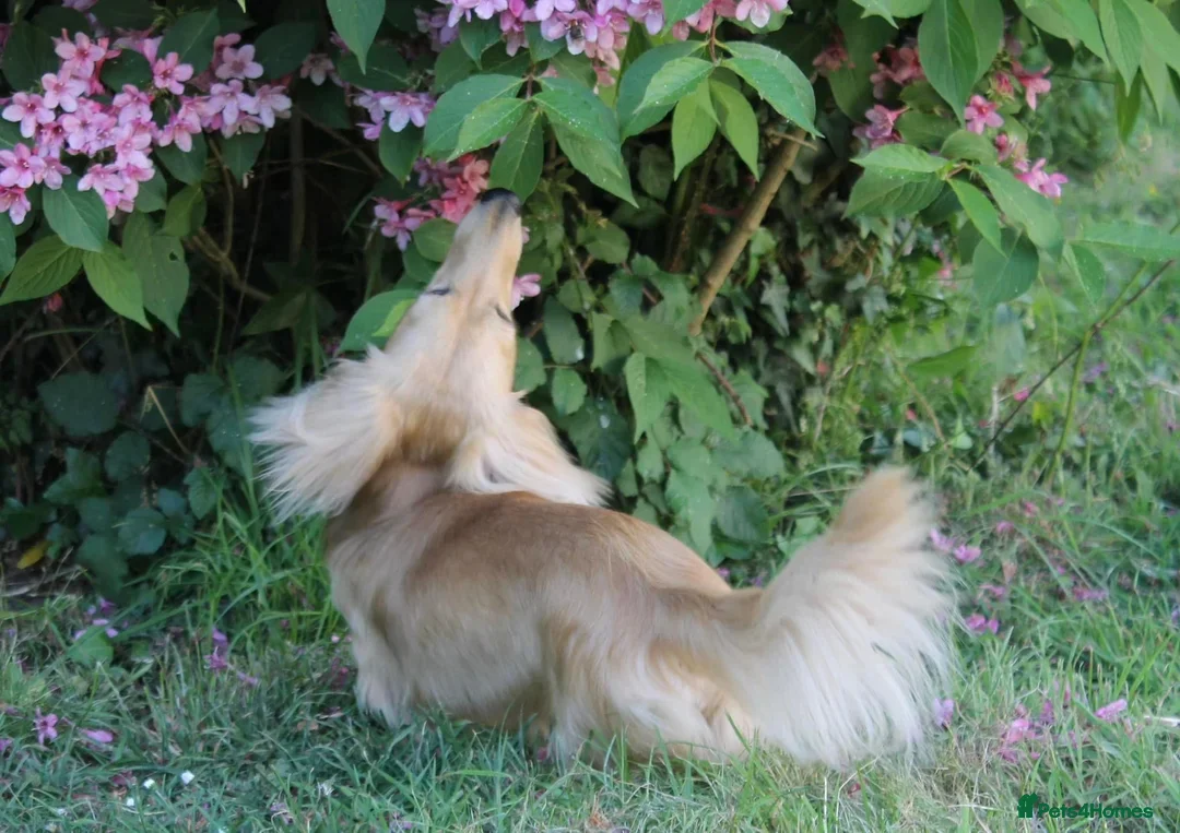 Miniature Dachshund dogs for stud:  Cream i/i long haired Miniature Dachshund  in Newton Abbot - Advert 6