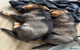 Mixed Breed dogs for sale: German Shepherd x Rottweiler puppies | READY TO GO - Image 5
