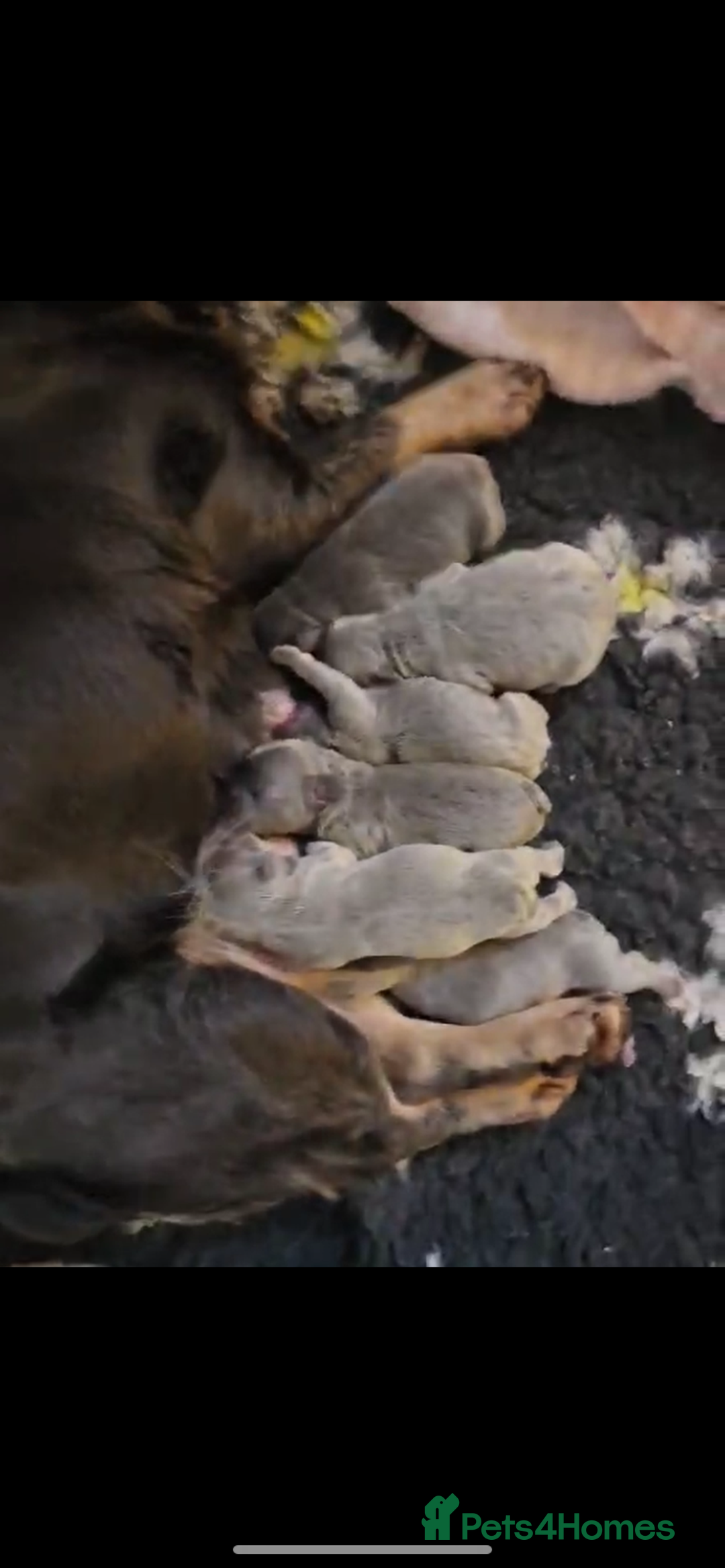 French Bulldog dogs for sale: TINY TEDDY BEAR FRENCH BULLDOG PUPS  - Advert 3